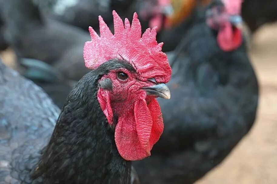 《四川土鸡图谱》来了！你喜欢吃哪种？