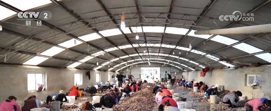 冬“鲜”上市受青睐 特色产业铺就乡村振兴“富民路”