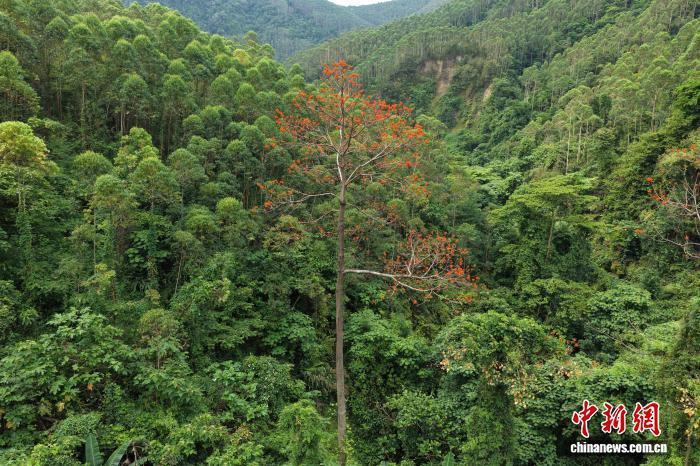 国家一级保护野生植物广西火桐种群数量稳定增长 国家一级保护野生植物广西火桐种群数量稳定增长