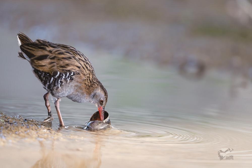 确认了!是西方秧鸡,首次现身厦门 确认了!是西方秧鸡,首次现身厦门