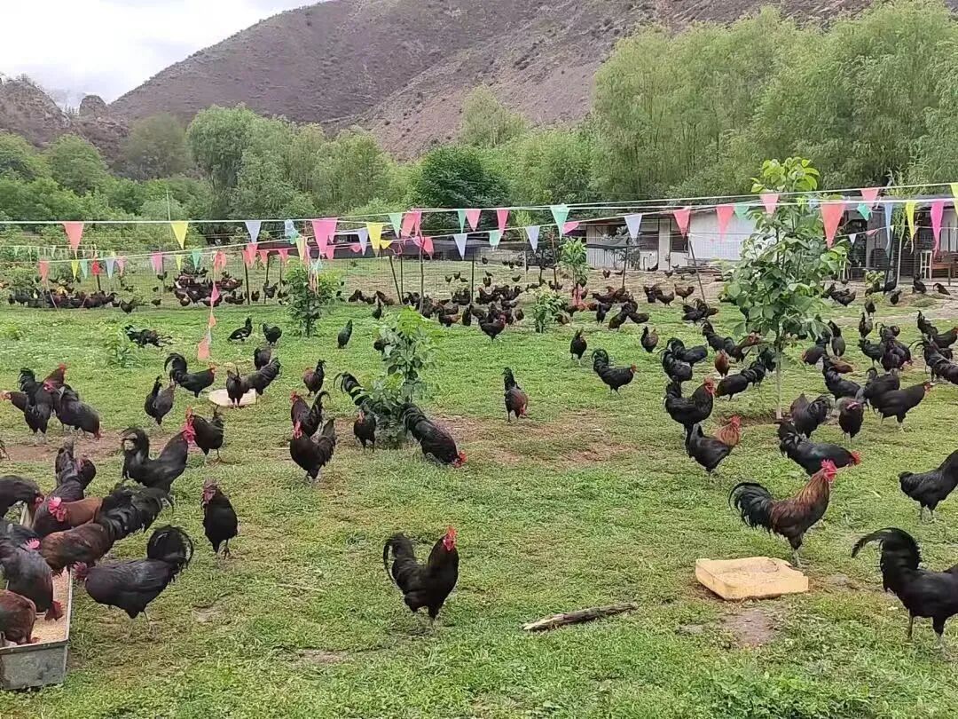 《四川土鸡图谱》来了！你喜欢吃哪种？