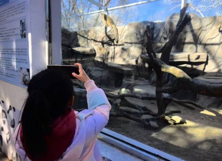 好消息！西宁野生动物园豹馆全新亮相