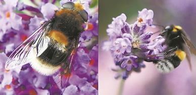 食蚜蝇何以成为顶尖“模仿大师”