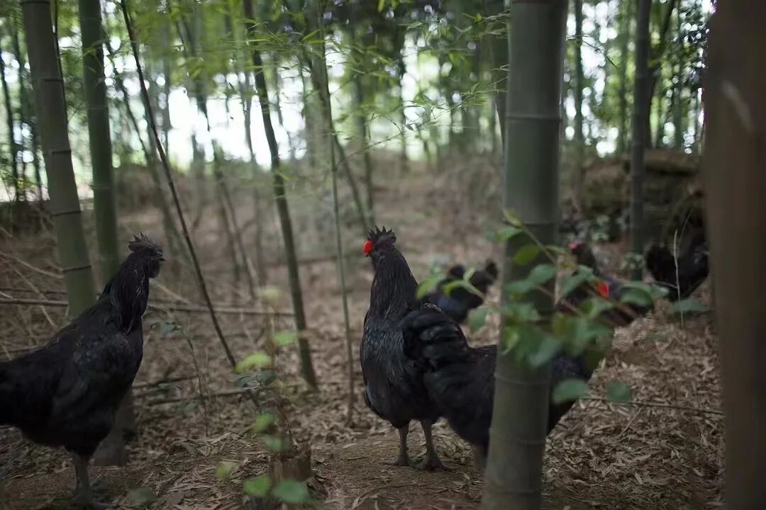 《四川土鸡图谱》来了！你喜欢吃哪种？