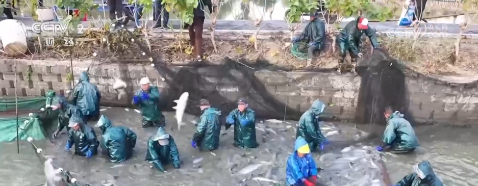 冬“鲜”上市受青睐 特色产业铺就乡村振兴“富民路”