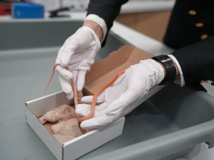 女子神色慌张，海关在其裤子口袋内查获4条用肉色丝袜装着的活体蛇