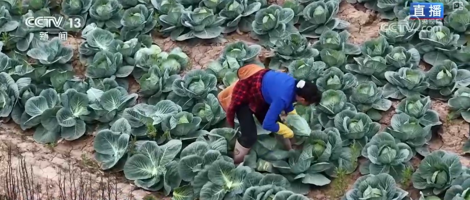 冬藏万般味化身百姓“致富宝” 科技加持开拓蔬菜产业发展新路径