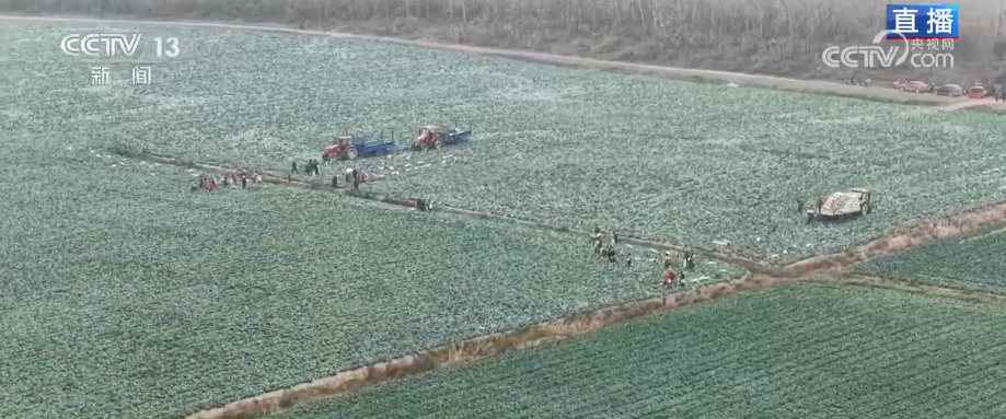 冬藏万般味化身百姓“致富宝” 科技加持开拓蔬菜产业发展新路径