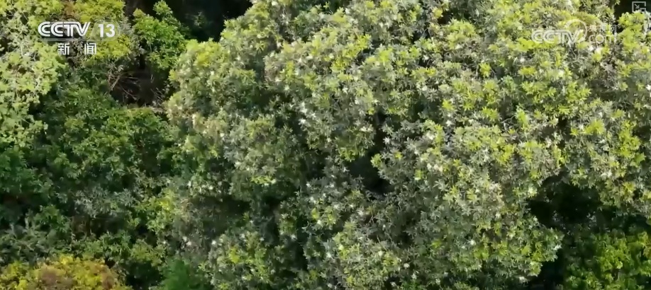 植物种质资源保护体系加速完善 多样化保护让沙漠“活化石”“子孙满堂”