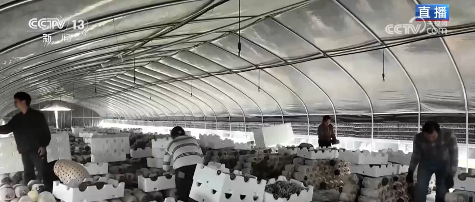 冬藏万般味化身百姓“致富宝” 科技加持开拓蔬菜产业发展新路径