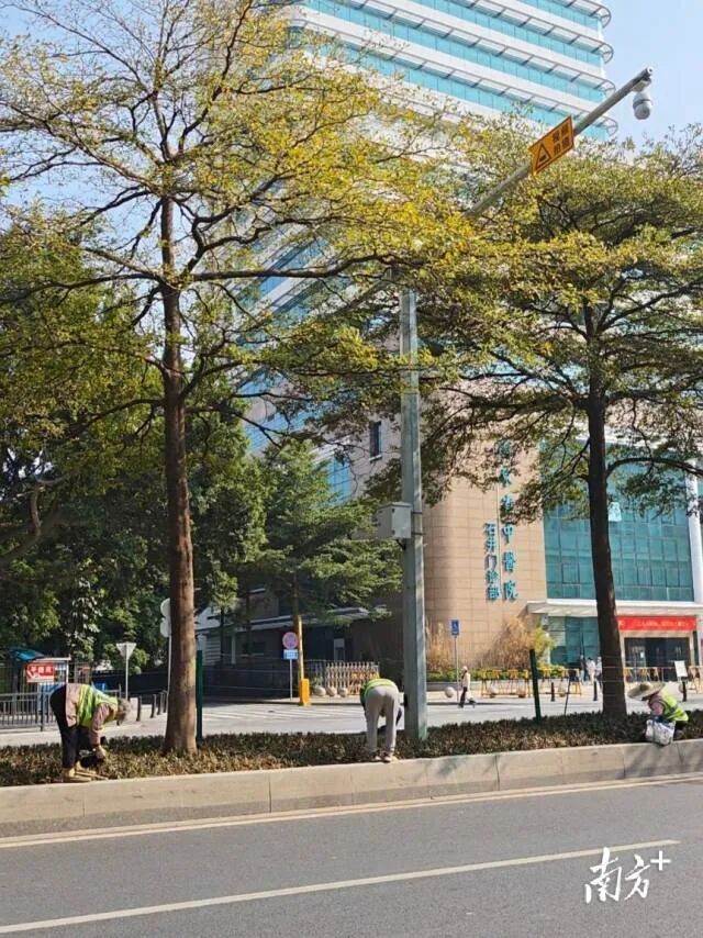 广州街头草坪人工染绿？城管部门回应