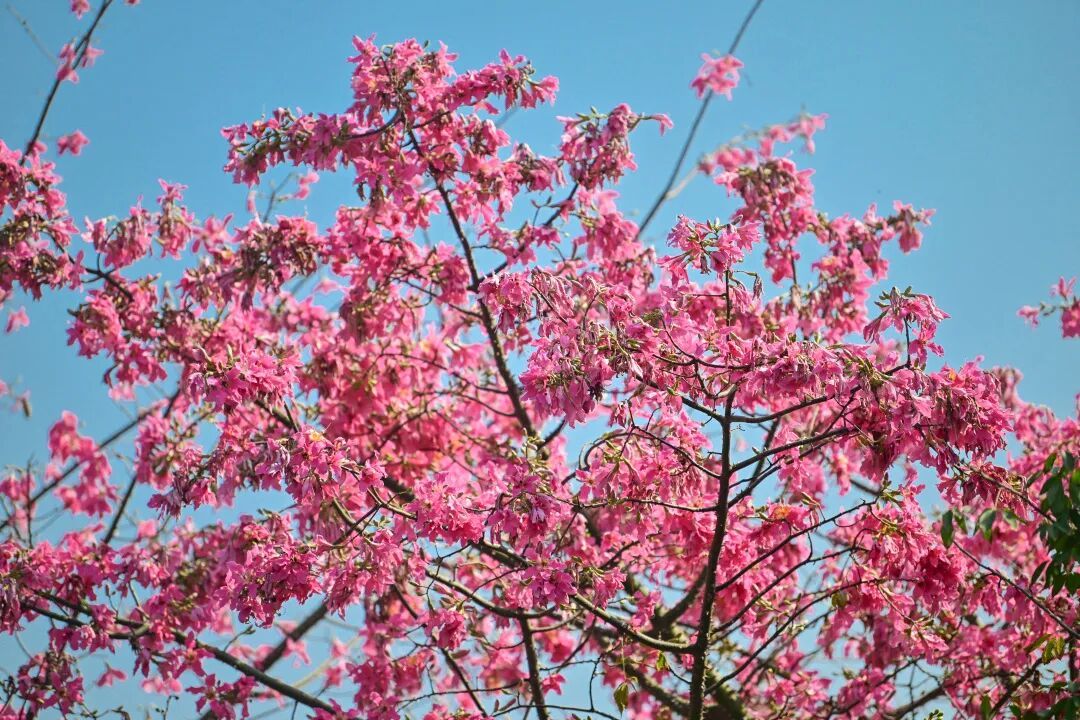 广州将有明显降温，就在下周