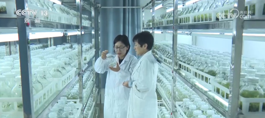 植物种质资源保护体系加速完善 多样化保护让沙漠“活化石”“子孙满堂”