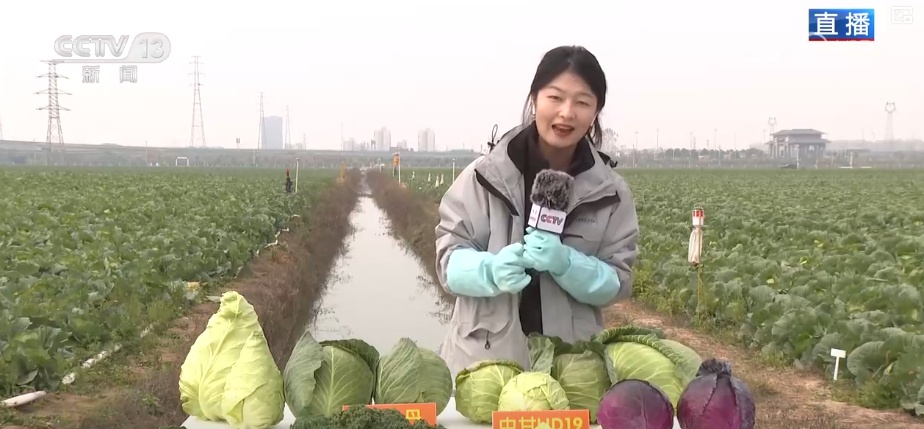 冬藏万般味化身百姓“致富宝” 科技加持开拓蔬菜产业发展新路径