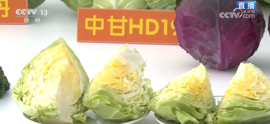 冬藏万般味化身百姓“致富宝” 科技加持开拓蔬菜产业发展新路径