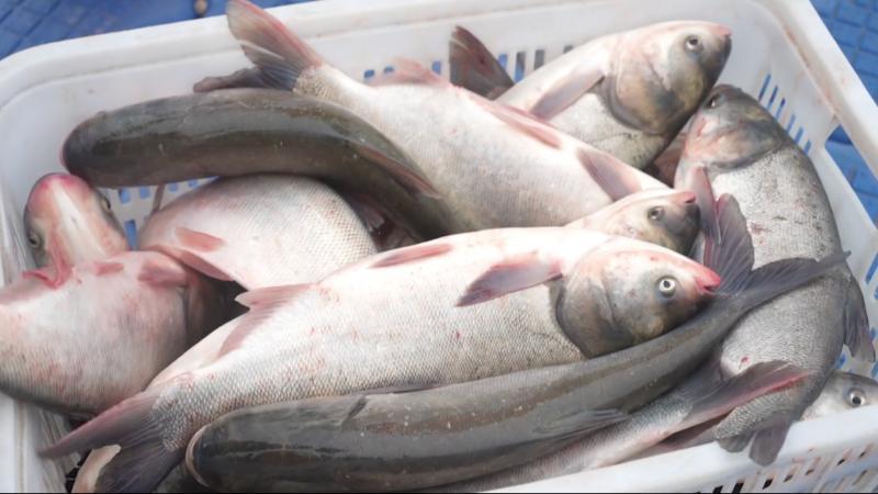 江西万安：冬捕开网鱼满仓 生态渔业绘就增收画卷