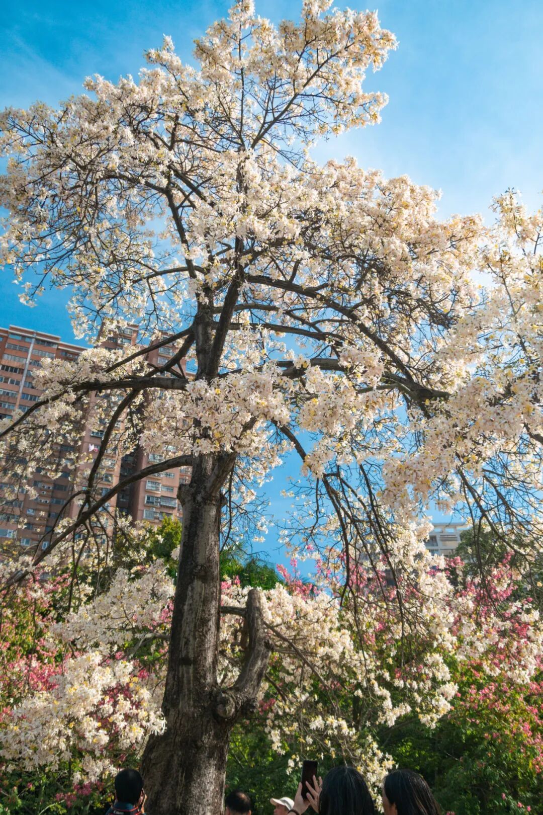 广州限定“雪景”刷屏 广州限定“雪景”刷屏