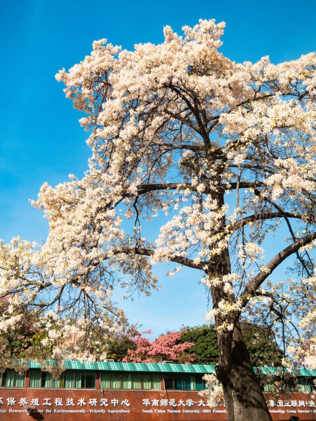 广州限定“雪景”刷屏 广州限定“雪景”刷屏