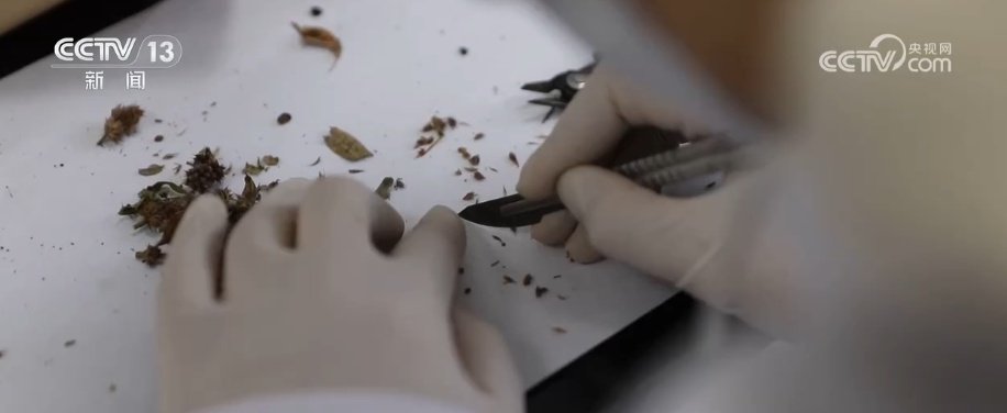 植物种质资源保护体系加速完善 多样化保护让沙漠“活化石”“子孙满堂”