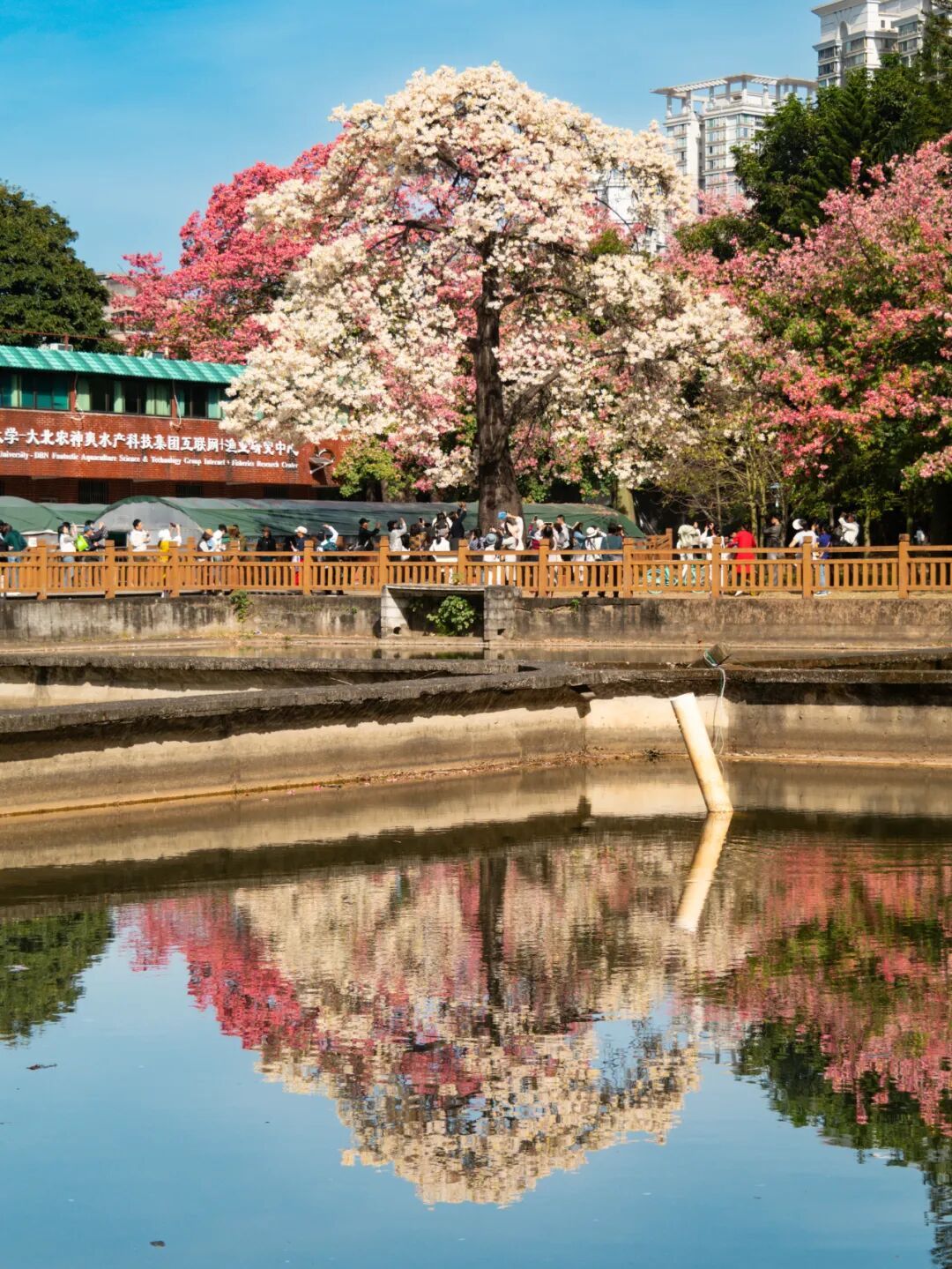 广州限定“雪景”刷屏 广州限定“雪景”刷屏