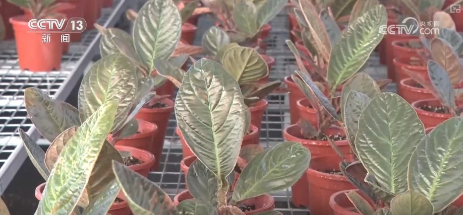 植物种质资源保护体系加速完善 多样化保护让沙漠“活化石”“子孙满堂”