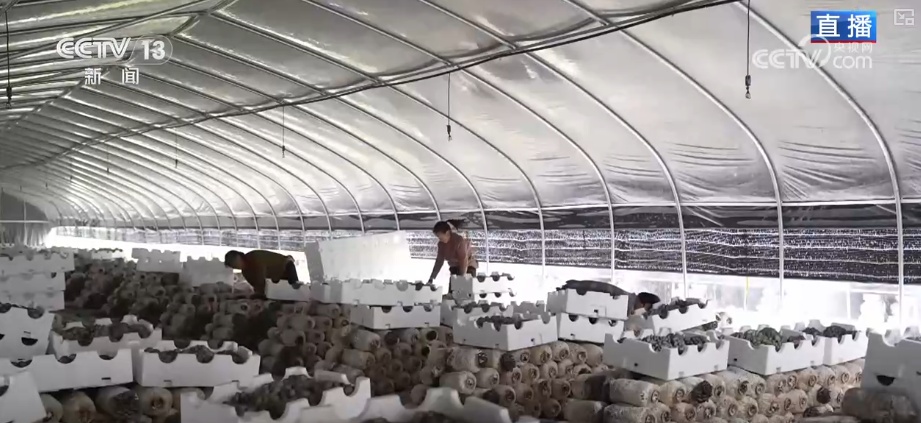 冬藏万般味化身百姓“致富宝” 科技加持开拓蔬菜产业发展新路径