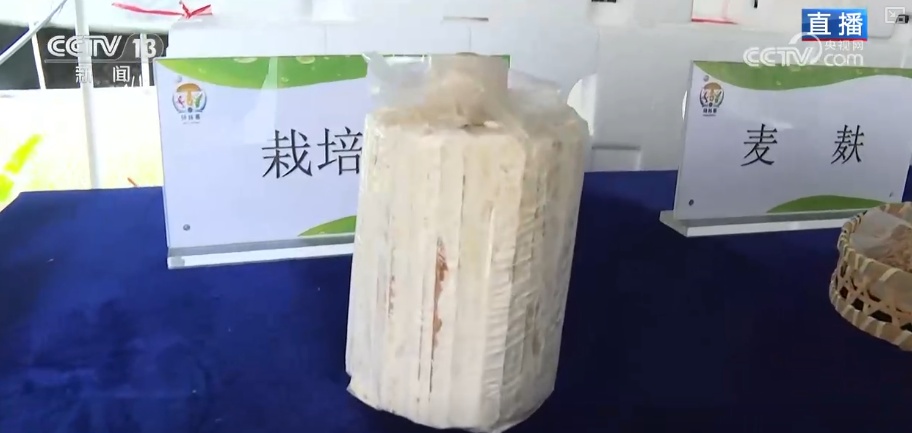 冬藏万般味化身百姓“致富宝” 科技加持开拓蔬菜产业发展新路径