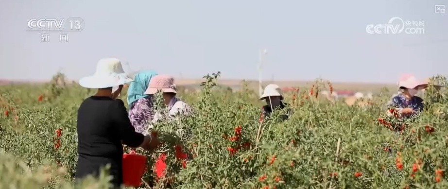 中国农产品出口规模、品类、市场覆盖面提升 精准服务架起出海“快车道”