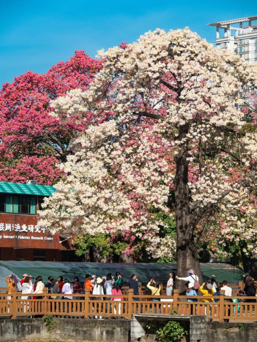 广州限定“雪景”刷屏 广州限定“雪景”刷屏
