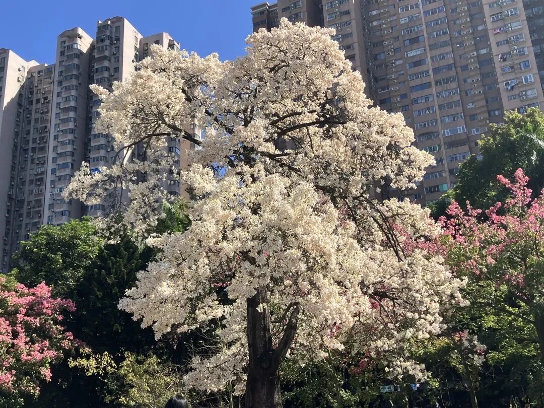 广州限定“雪景”刷屏 广州限定“雪景”刷屏
