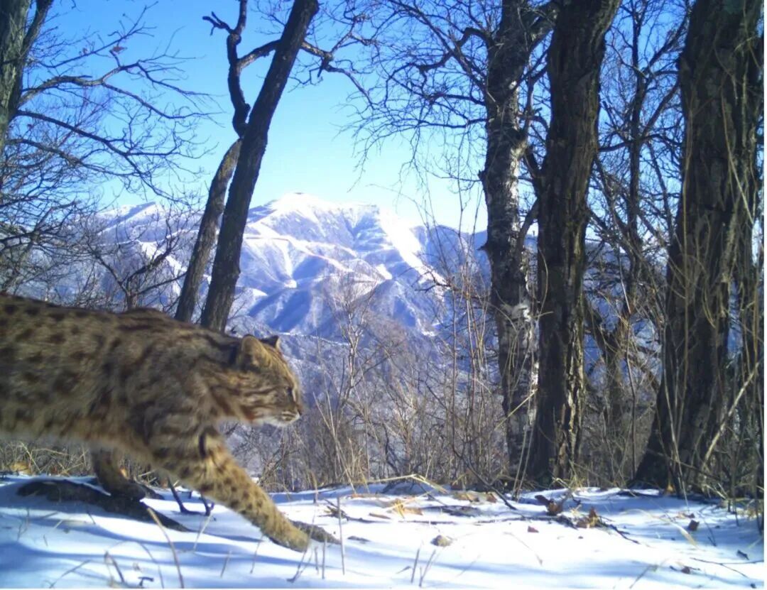 家猫何时传入中国？有新发现！