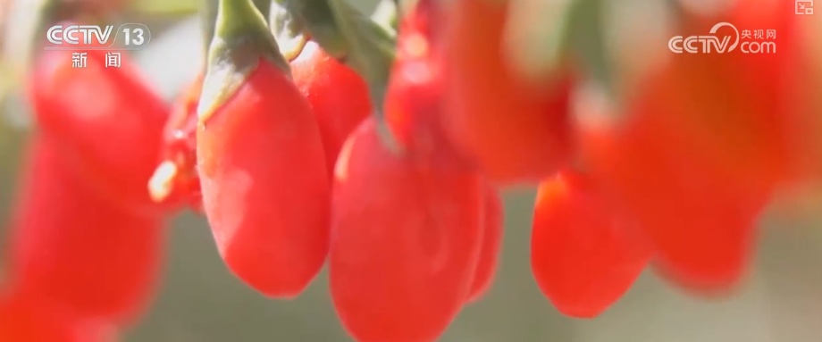 中国农产品出口规模、品类、市场覆盖面提升 精准服务架起出海“快车道”