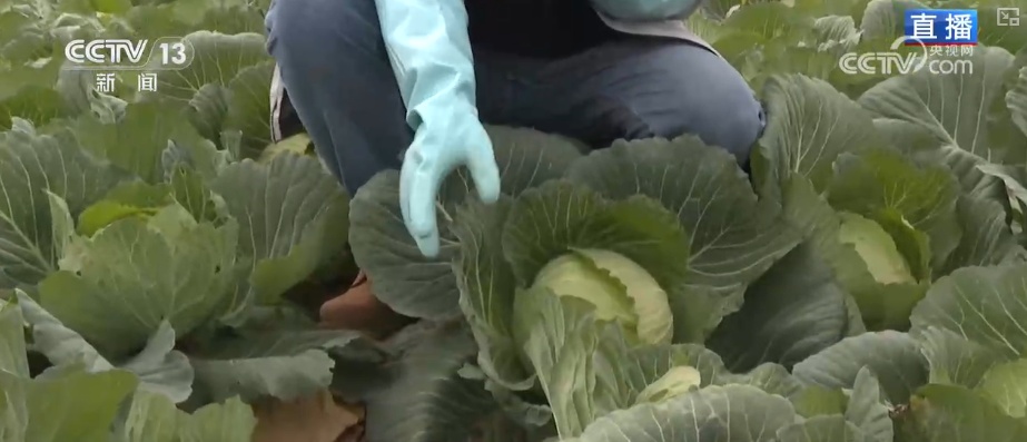 冬藏万般味化身百姓“致富宝” 科技加持开拓蔬菜产业发展新路径