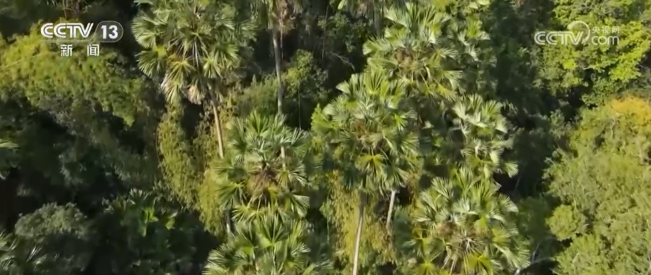 植物种质资源保护体系加速完善 多样化保护让沙漠“活化石”“子孙满堂”