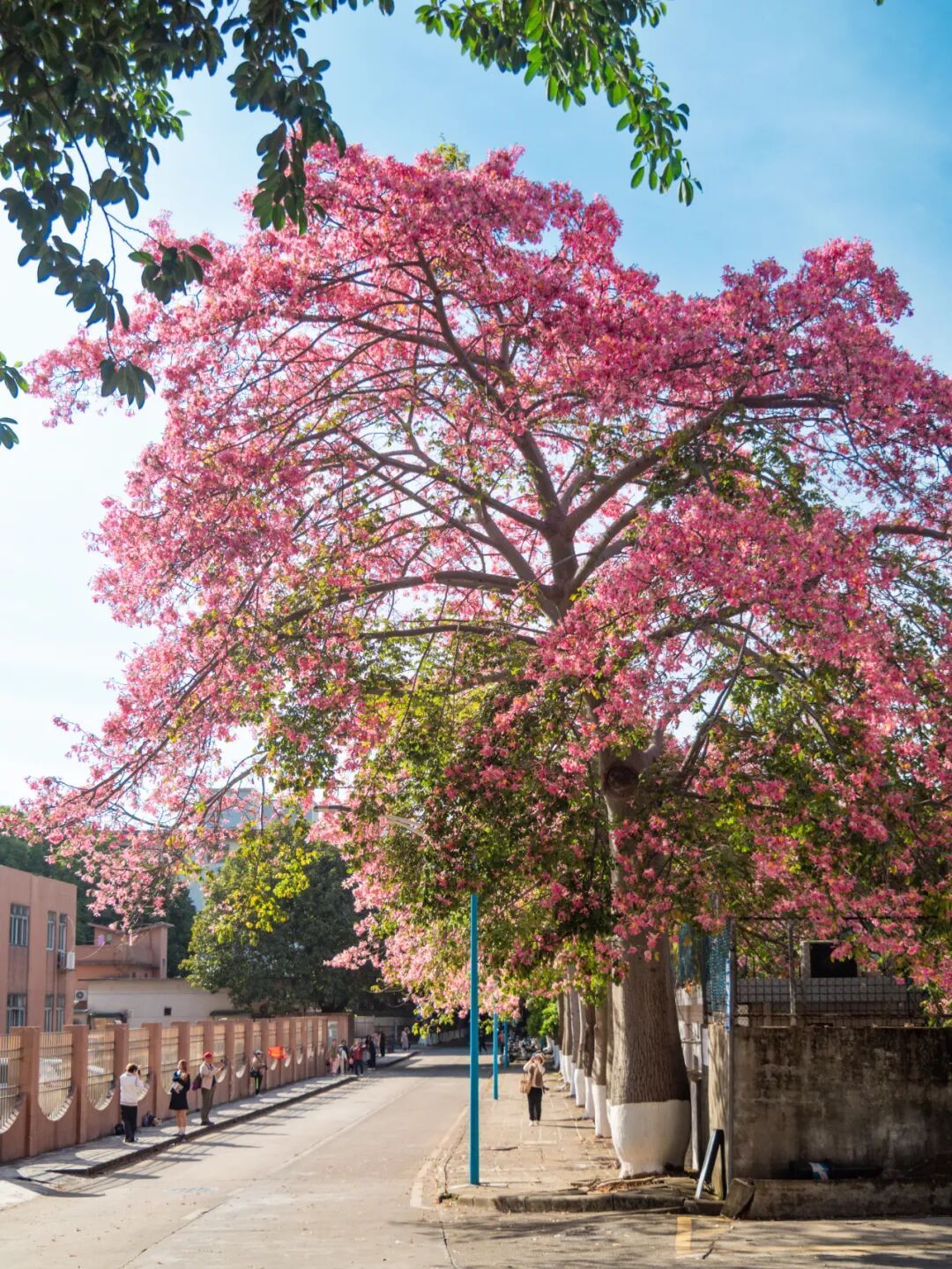 广州限定“雪景”刷屏 广州限定“雪景”刷屏