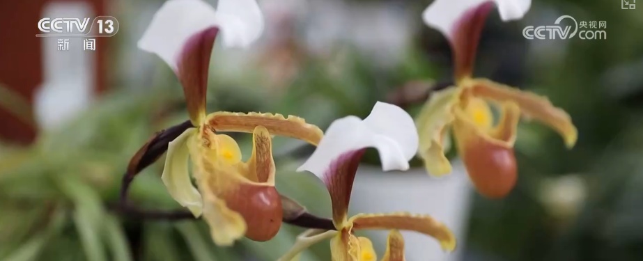 植物种质资源保护体系加速完善 多样化保护让沙漠“活化石”“子孙满堂”