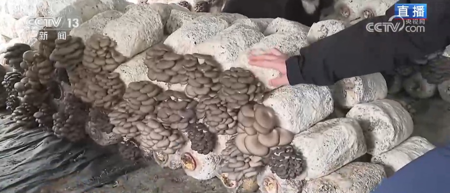 冬藏万般味化身百姓“致富宝” 科技加持开拓蔬菜产业发展新路径