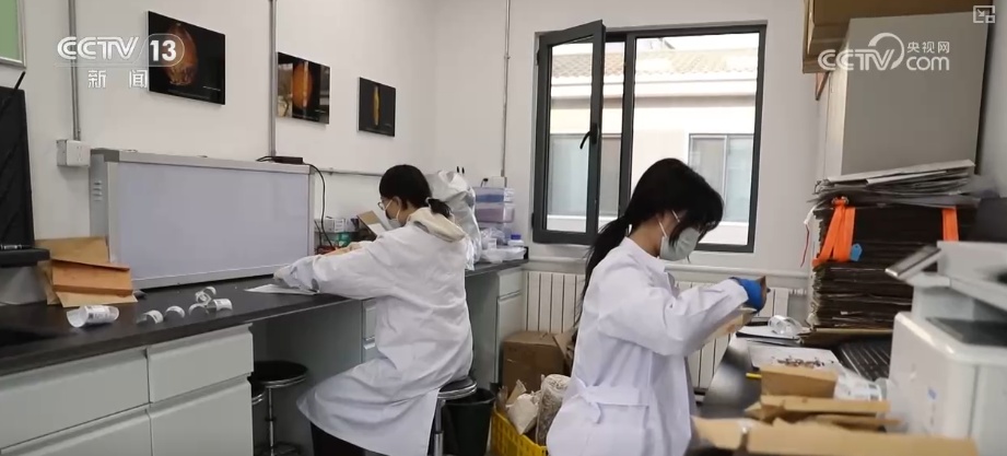 植物种质资源保护体系加速完善 多样化保护让沙漠“活化石”“子孙满堂”