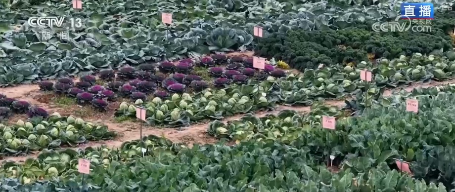 冬藏万般味化身百姓“致富宝” 科技加持开拓蔬菜产业发展新路径