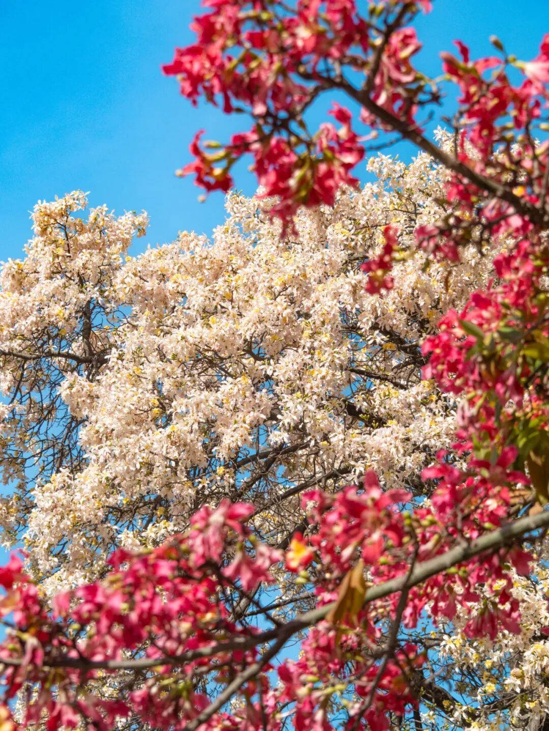 广州限定“雪景”刷屏 广州限定“雪景”刷屏