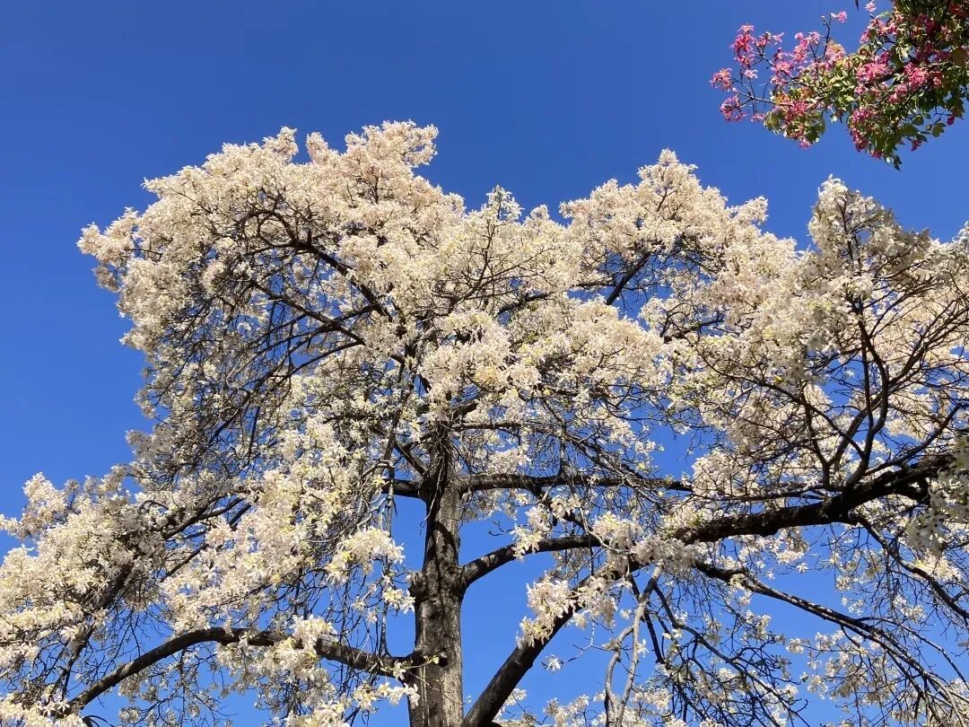 广州限定“雪景”刷屏 广州限定“雪景”刷屏