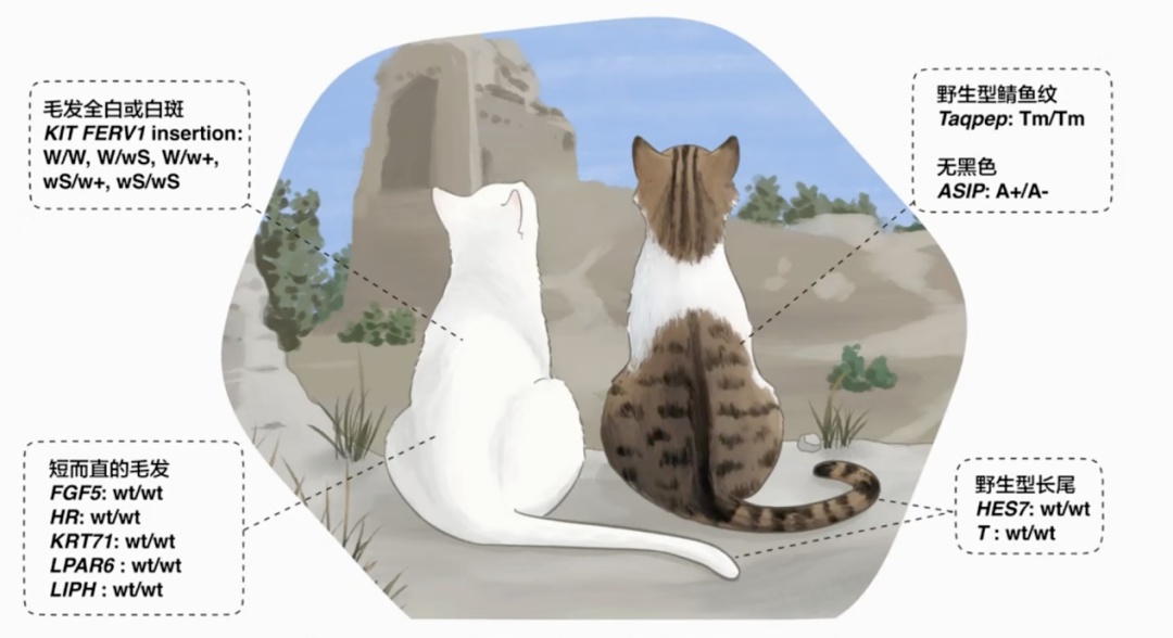 家猫何时传入中国？有新发现！