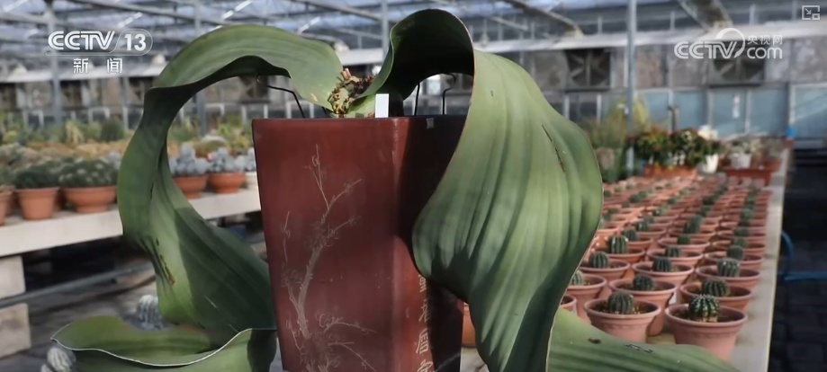 植物种质资源保护体系加速完善 多样化保护让沙漠“活化石”“子孙满堂”