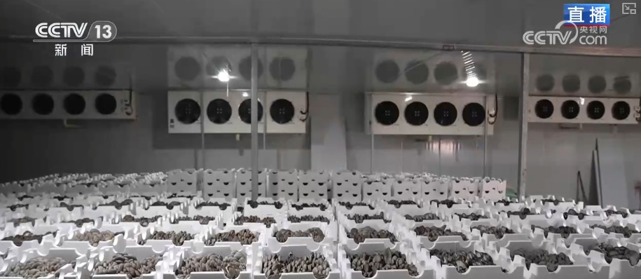 冬藏万般味化身百姓“致富宝” 科技加持开拓蔬菜产业发展新路径