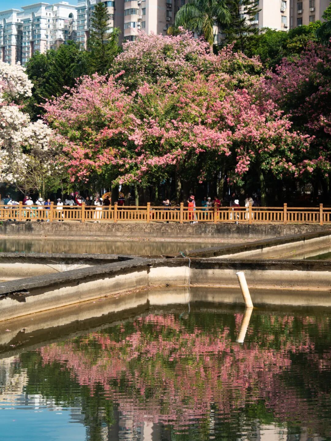广州限定“雪景”刷屏 广州限定“雪景”刷屏
