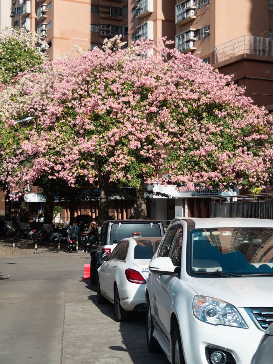 广州限定“雪景”刷屏 广州限定“雪景”刷屏