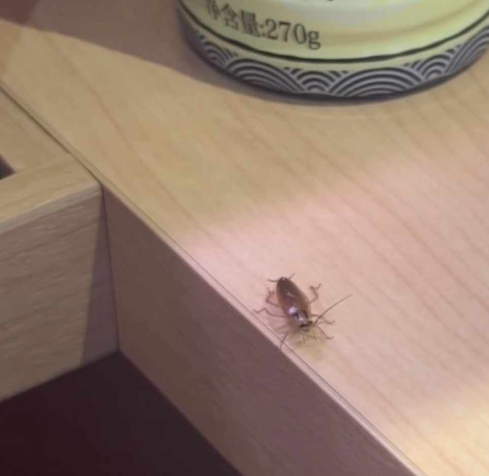顾客就餐时突然出现蟑螂，寿司郎广州一门店：紧急安排消杀