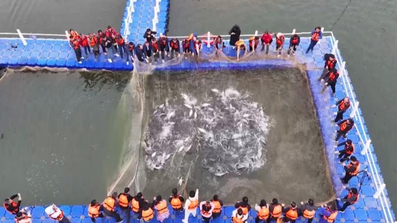 江西万安：冬捕开网鱼满仓 生态渔业绘就增收画卷