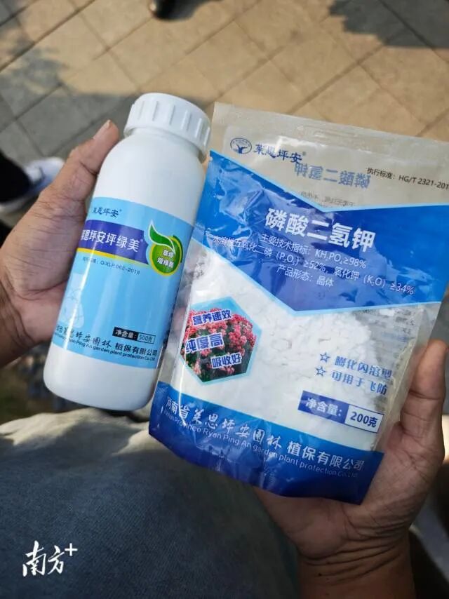 广州街头草坪人工染绿？城管部门回应