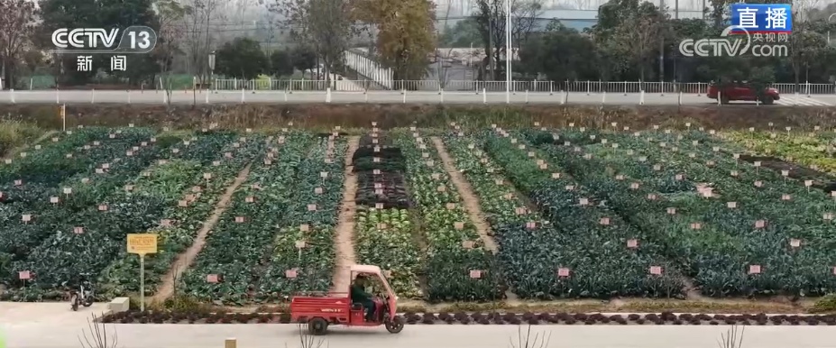 冬藏万般味化身百姓“致富宝” 科技加持开拓蔬菜产业发展新路径